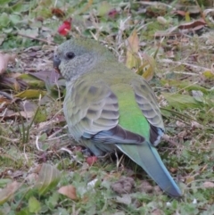 Psephotus haematonotus (Red-rumped Parrot) at Greenway, ACT - 14 Jul 2014 by michaelb