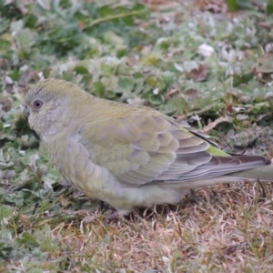 Psephotus haematonotus at Greenway, ACT - 14 Jul 2014