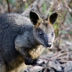 Wallabia bicolor (Swamp Wallaby) at Mimosa Rocks National Park - 23 Jun 2018 by RossMannell