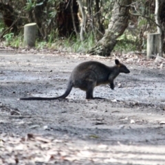 Wallabia bicolor at Wapengo, NSW - 23 Jun 2018