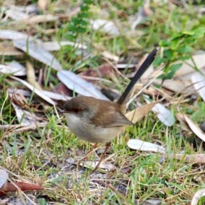 Malurus cyaneus (Superb Fairywren) at Wapengo, NSW - 23 Jun 2018 by RossMannell