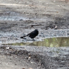 Strepera graculina (Pied Currawong) at Wapengo, NSW - 23 Jun 2018 by RossMannell