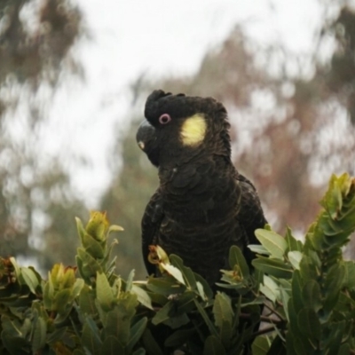 Zanda funerea (Yellow-tailed Black-Cockatoo) at Lake George, NSW - 15 Jul 2018 by MPennay