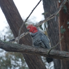 Callocephalon fimbriatum (Gang-gang Cockatoo) at Lake George, NSW - 11 Jul 2018 by MPennay