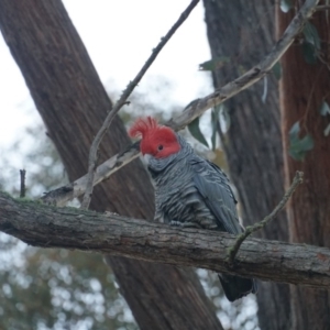 Callocephalon fimbriatum at Lake George, NSW - 11 Jul 2018