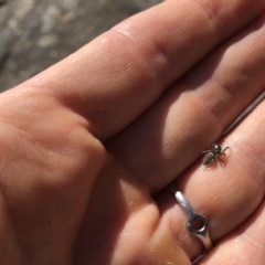 Euryattus bleekeri (Bleeker’s Jumping Spider) at Undefined - 15 Jul 2018 by Winston