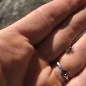 Euryattus bleekeri at undefined - 15 Jul 2018