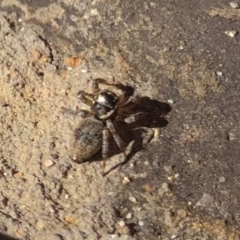 Euryattus bleekeri at undefined - 15 Jul 2018