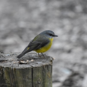 Eopsaltria australis at Murramarang National Park - 14 Jul 2018