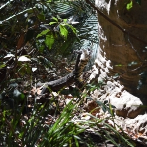 Varanus varius at Murramarang National Park - suppressed