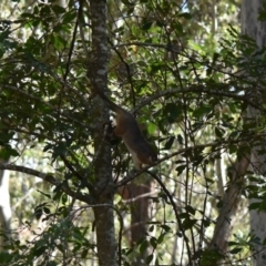 Pseudocheirus peregrinus (Common Ringtail Possum) at Murramarang National Park - 28 Oct 2017 by MBurston