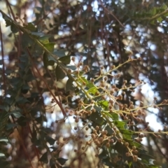 Acacia pravissima (Wedge-leaved Wattle, Ovens Wattle) at Isaacs Ridge and Nearby - 15 Jul 2018 by Mike