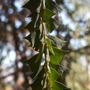 Acacia pravissima at Jerrabomberra, ACT - 15 Jul 2018