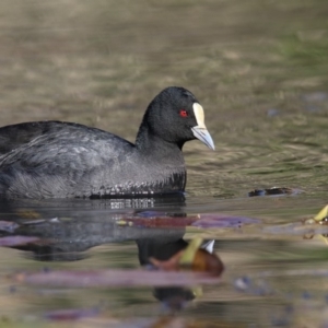 Fulica atra at Bega, NSW - 15 Jul 2018