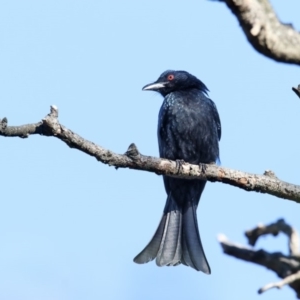 Dicrurus bracteatus at Bega, NSW - 15 Jul 2018