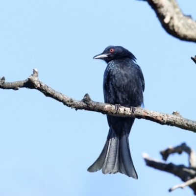 Dicrurus bracteatus (Spangled Drongo) at Bega, NSW - 15 Jul 2018 by Leo