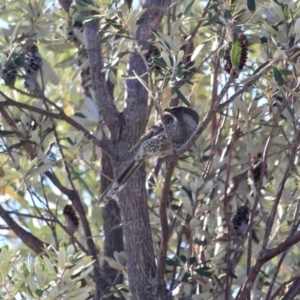 Anthochaera chrysoptera at Murrah, NSW - 25 Jun 2018