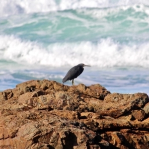 Egretta sacra at Murrah, NSW - 25 Jun 2018