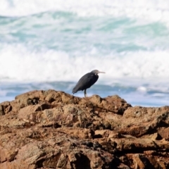 Egretta sacra at Murrah, NSW - 25 Jun 2018 01:07 PM