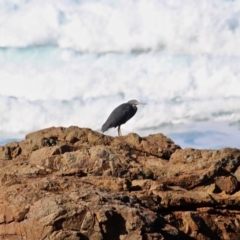 Egretta sacra at Murrah, NSW - 25 Jun 2018