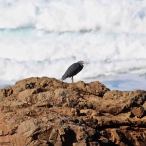 Egretta sacra at Murrah, NSW - 25 Jun 2018 01:07 PM