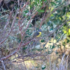 Eopsaltria australis at Murrah, NSW - 25 Jun 2018