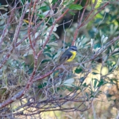 Eopsaltria australis at Murrah, NSW - 25 Jun 2018