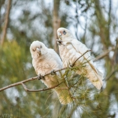 Cacatua sanguinea (Little Corella) at Lake Tuggeranong - 15 Jul 2018 by frostydog