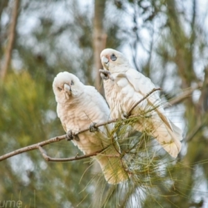 Cacatua sanguinea at Greenway, ACT - 15 Jul 2018 04:26 PM