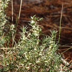 Melichrus urceolatus (Urn Heath) at Isaacs Ridge and Nearby - 15 Jul 2018 by Mike