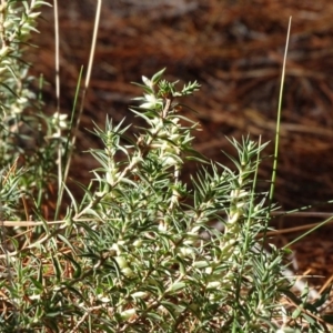 Melichrus urceolatus at Isaacs, ACT - 15 Jul 2018