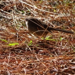 Malurus cyaneus (Superb Fairywren) at Isaacs, ACT - 15 Jul 2018 by Mike