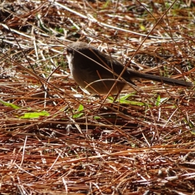 Malurus cyaneus (Superb Fairywren) at Isaacs, ACT - 15 Jul 2018 by Mike