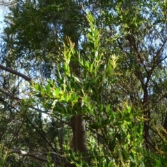 Acacia buxifolia subsp. buxifolia (Box-leaf Wattle) at Isaacs Ridge and Nearby - 15 Jul 2018 by Mike