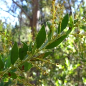 Acacia buxifolia subsp. buxifolia at Jerrabomberra, ACT - 15 Jul 2018