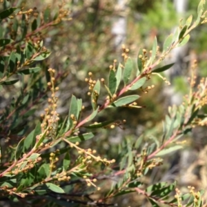 Acacia buxifolia subsp. buxifolia at Jerrabomberra, ACT - 15 Jul 2018