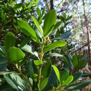 Arbutus unedo at Jerrabomberra, ACT - 15 Jul 2018 01:42 PM