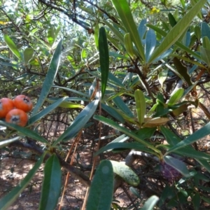 Pyracantha angustifolia at Jerrabomberra, ACT - 15 Jul 2018