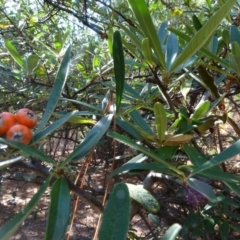 Pyracantha angustifolia (Firethorn, Orange Firethorn) at Jerrabomberra, ACT - 15 Jul 2018 by Mike