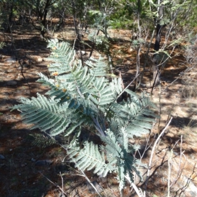 Acacia dealbata (Silver Wattle) at Isaacs Ridge and Nearby - 15 Jul 2018 by Mike