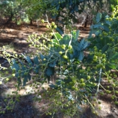 Acacia baileyana (Cootamundra Wattle, Golden Mimosa) at Jerrabomberra, ACT - 15 Jul 2018 by Mike