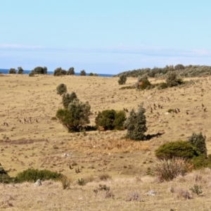 Macropus giganteus at Murrah, NSW - 25 Jun 2018