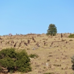 Macropus giganteus at Murrah, NSW - 25 Jun 2018 11:26 AM