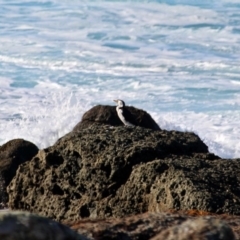 Microcarbo melanoleucos at Murrah, NSW - 25 Jun 2018