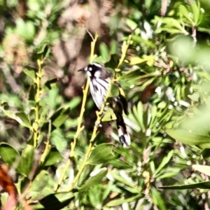 Phylidonyris novaehollandiae at Murrah, NSW - 25 Jun 2018