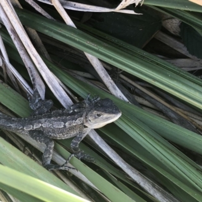 Amphibolurus muricatus (Jacky Lizard) at Bawley Point Bushcare - 12 Jan 2018 by Winston