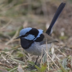 Malurus cyaneus (Superb Fairywren) at City Renewal Authority Area - 15 Jul 2018 by Alison Milton