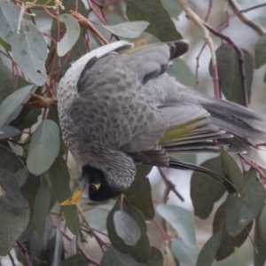 Manorina melanocephala at Lyneham, ACT - 15 Jul 2018