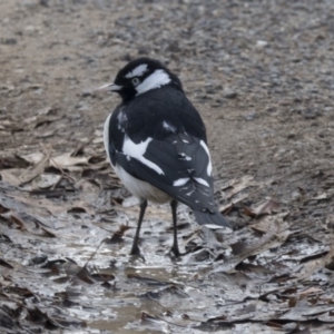 Grallina cyanoleuca at Lyneham, ACT - 15 Jul 2018 10:36 AM