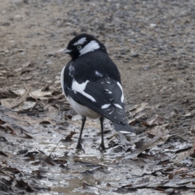 Grallina cyanoleuca (Magpie-lark) at Sullivans Creek, Lyneham South - 15 Jul 2018 by AlisonMilton